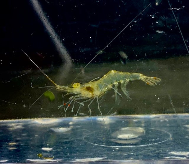 Shrimp & Snails | OZ Exotics & Aquatics