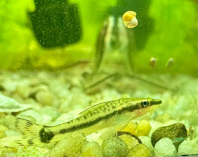 Freshwater Aquatic Life & Plants | OZ Exotics & Aquatics