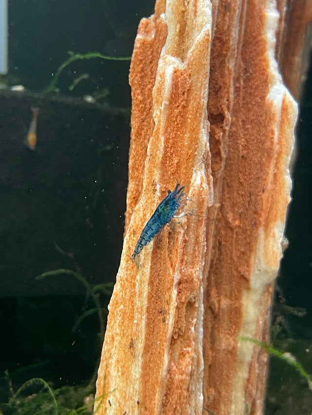 Freshwater Aquatic Life & Plants | OZ Exotics & Aquatics
