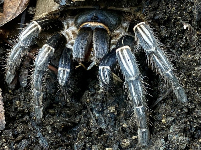 洋楽 Tarantula Poecilotheria metallica - Wikipedia