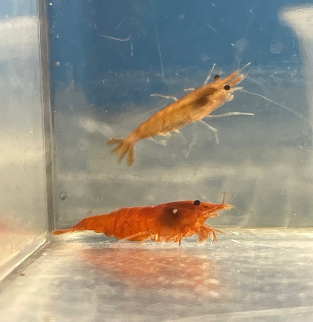 Shrimp & Snails | OZ Exotics & Aquatics
