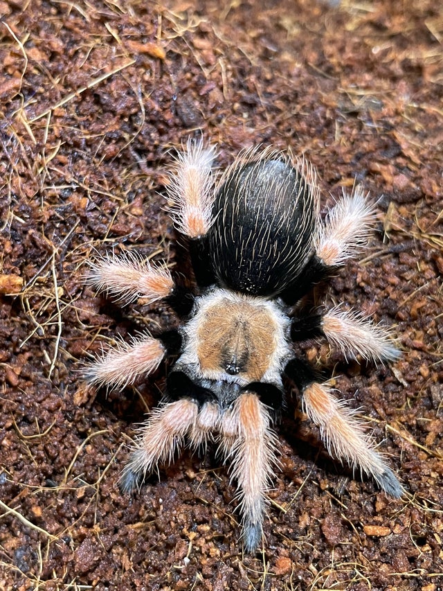 Tarantulas, Scorpions, & Other Pet Invertebrates | Lompoc's Local