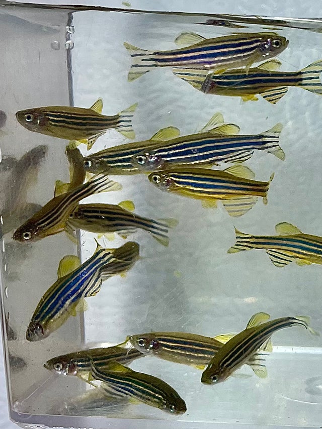 Freshwater Aquatic Life & Plants | OZ Exotics & Aquatics