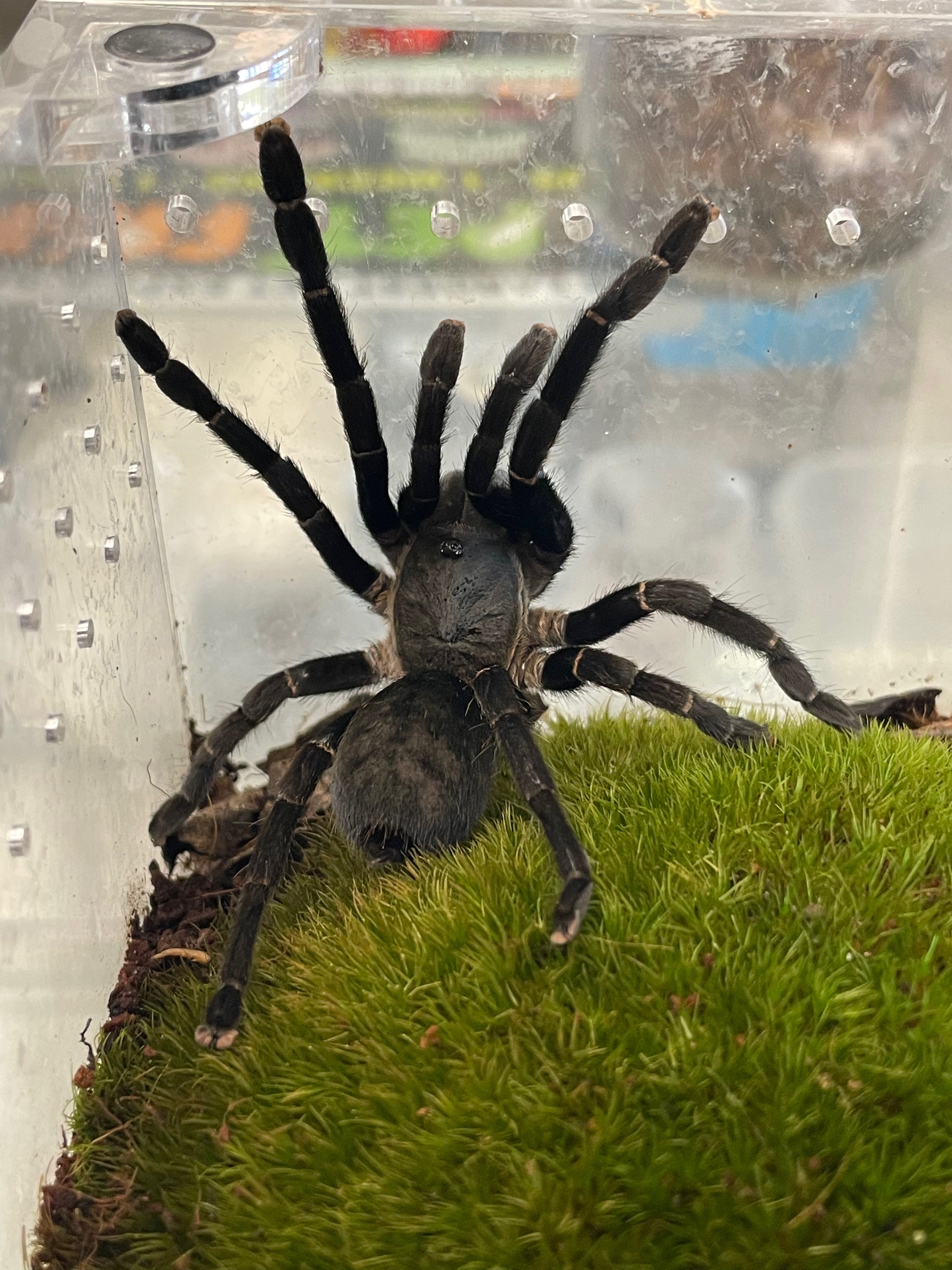 Earth Tiger — Unknown Species; 3” | OZ Exotics & Aquatics