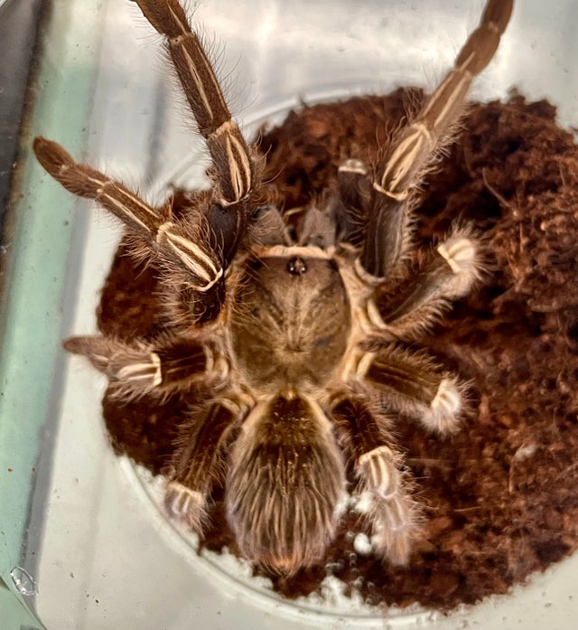 Tarantulas, Scorpions, & Other Pet Invertebrates | Lompoc's Local