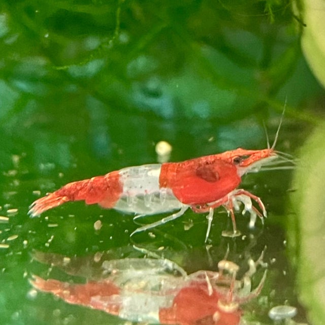Shrimp & Snails | OZ Exotics & Aquatics