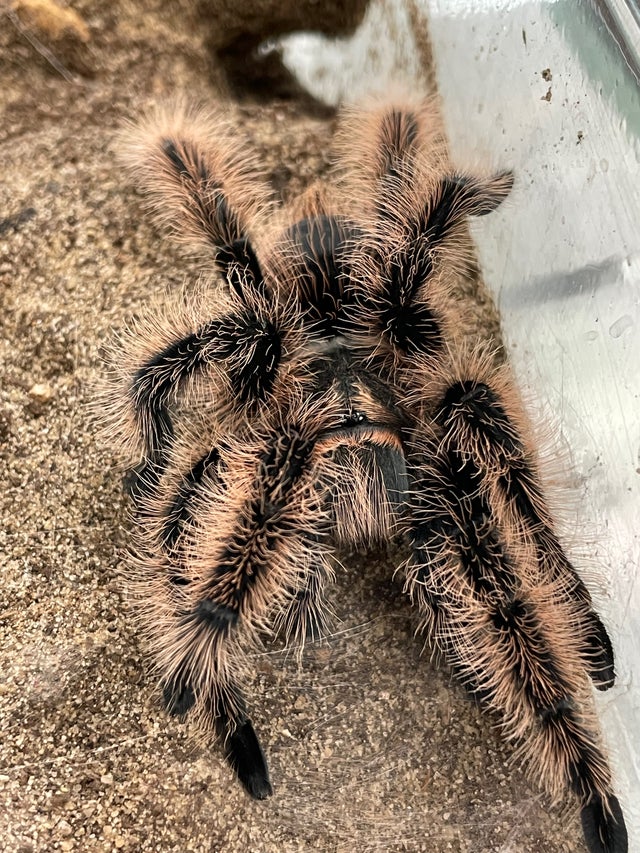 洋楽 Tarantula Red-kneed Tarantula - Cincinnati Zoo & Botanical Garden