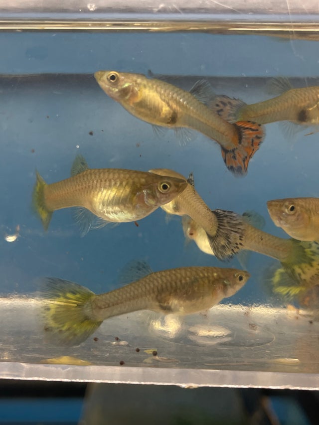 Freshwater Aquatic Life & Plants | OZ Exotics & Aquatics
