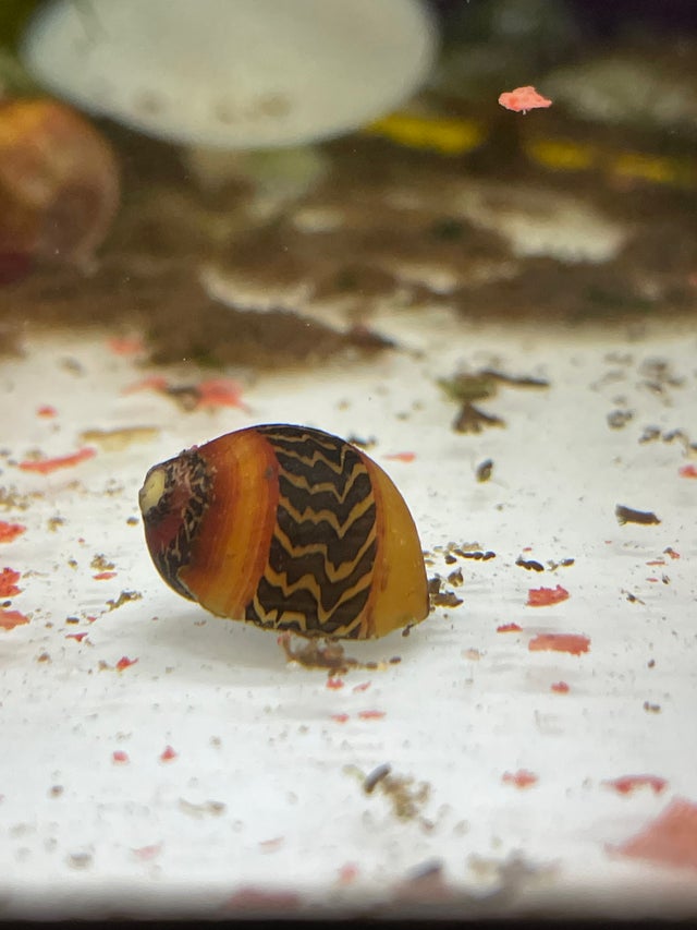 Shrimp & Snails | OZ Exotics & Aquatics