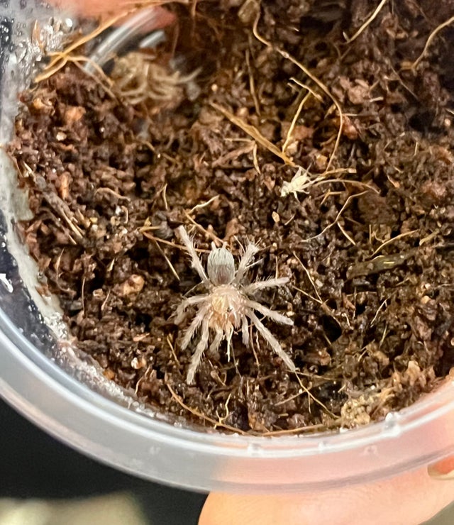 Tarantulas, Scorpions, & Other Pet Invertebrates | Lompoc's Local