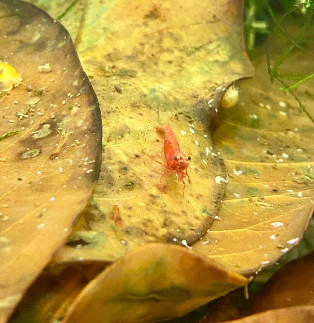 Shrimp & Snails | OZ Exotics & Aquatics