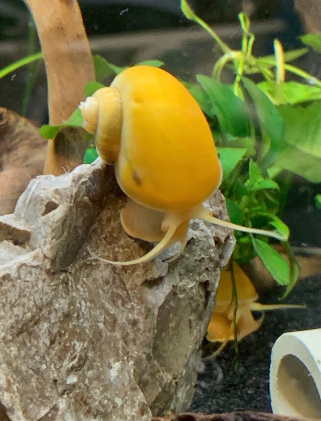 Shrimp & Snails | OZ Exotics & Aquatics