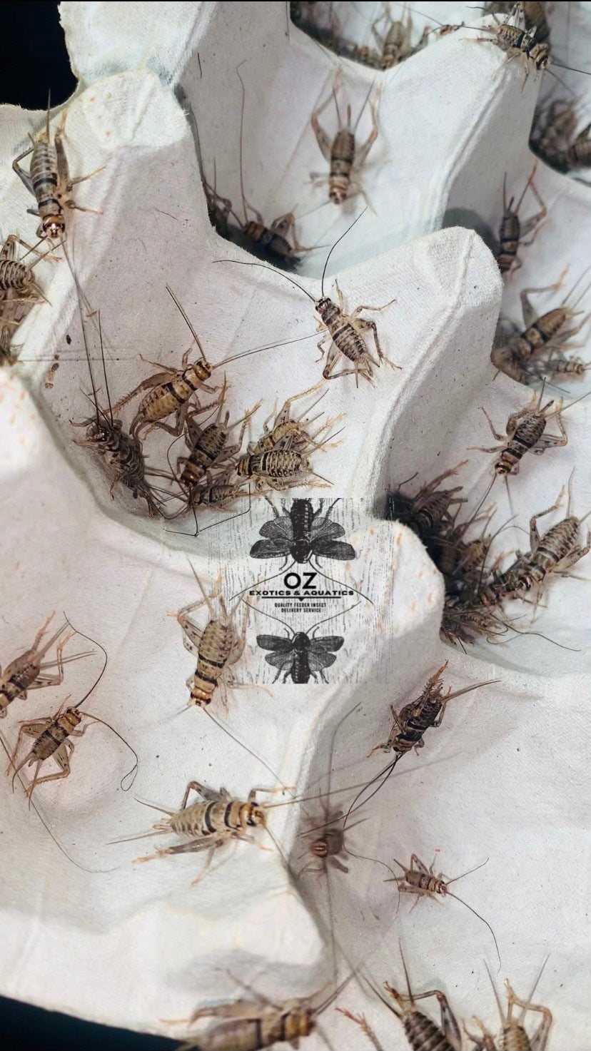 Banded Crickets OZ Exotics & Aquatics
